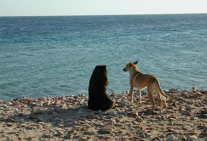 Kyra und Ari warten am Strand