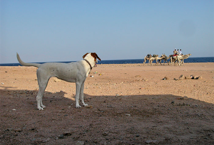 Lucy und Kamel