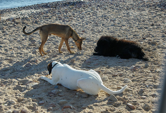 3 Hunde am Strand