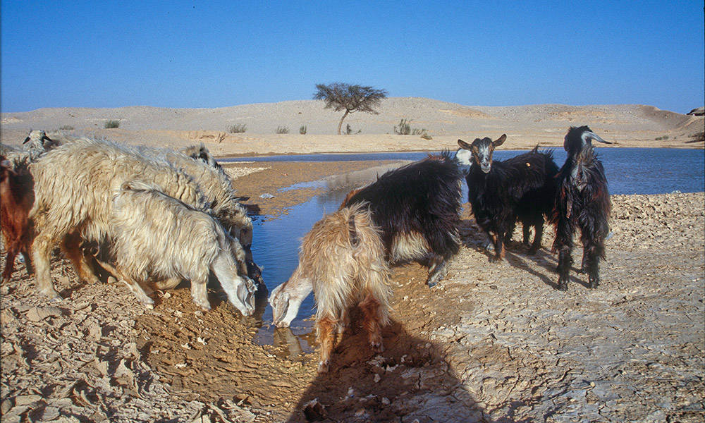 Wadi Ghilim