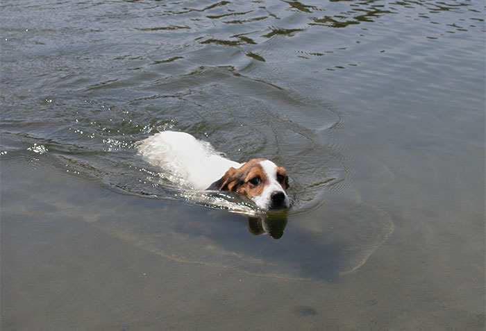Lucy schwimmt