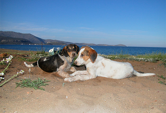 Lara und Lucy am Strand