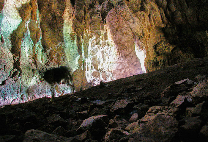 Ziegengeist in einer Grotte