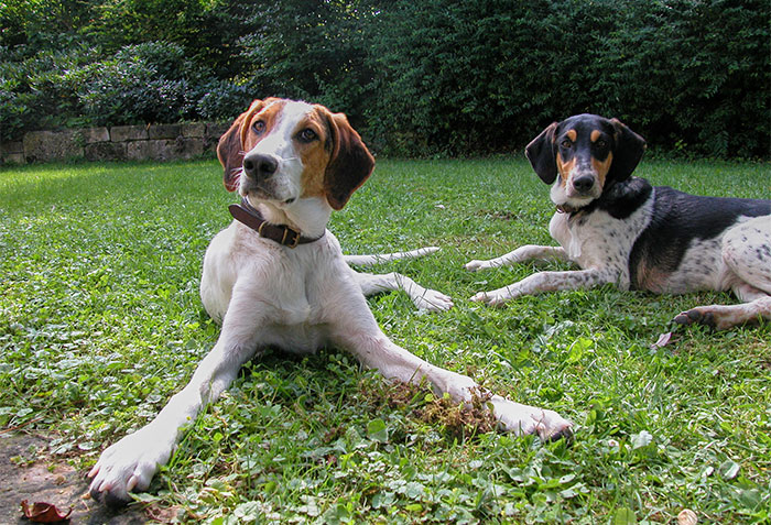 Lucy und Lara im Garten
