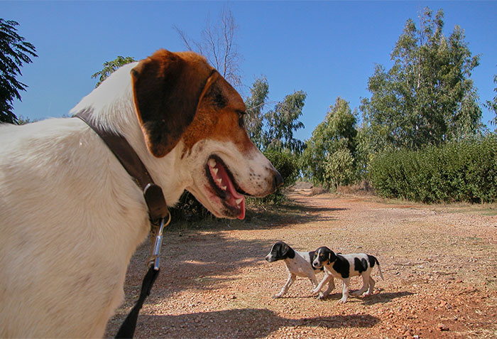 Lucy mit 2 jungen Hunden