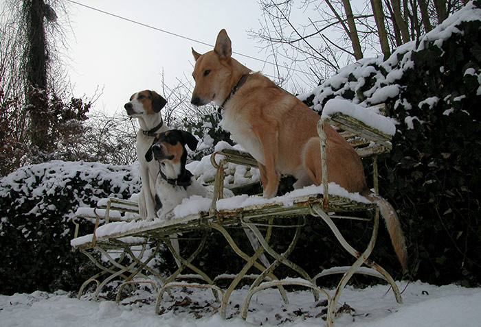 Die Hunde im Schnee auf der Bank